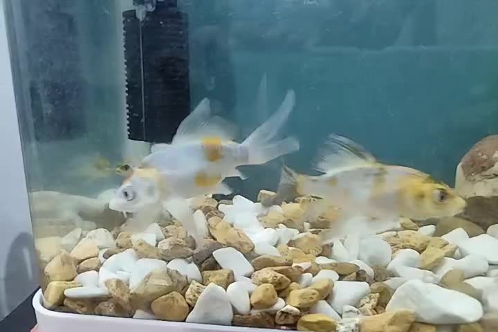 ماهی کوی باله بلند خاص|ماهی|شیراز, شهرک سراج‎|دیوار