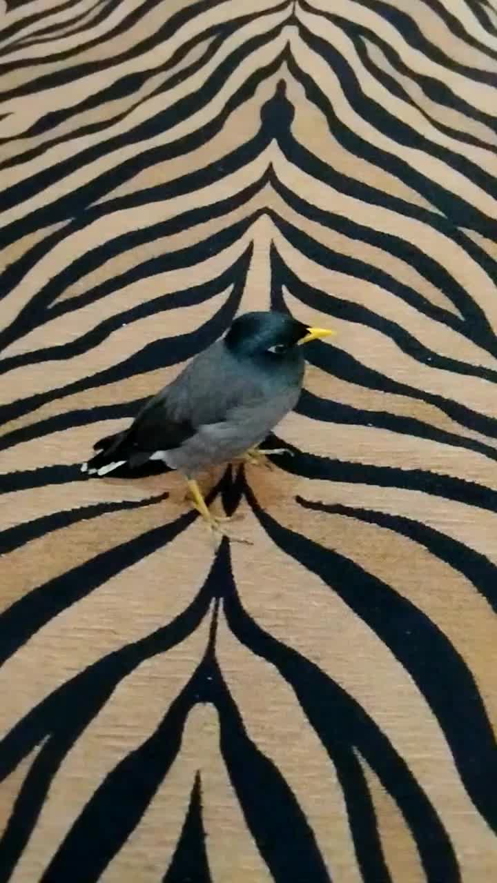 مرغ مینا|پرنده|بندر ماهشهر, |دیوار