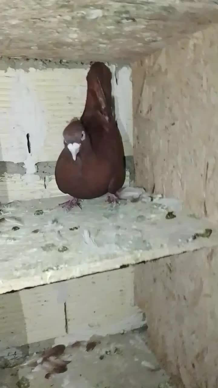 باسلام کبوتر سرخ نر شرور شرور|پرنده|زاغه, |دیوار