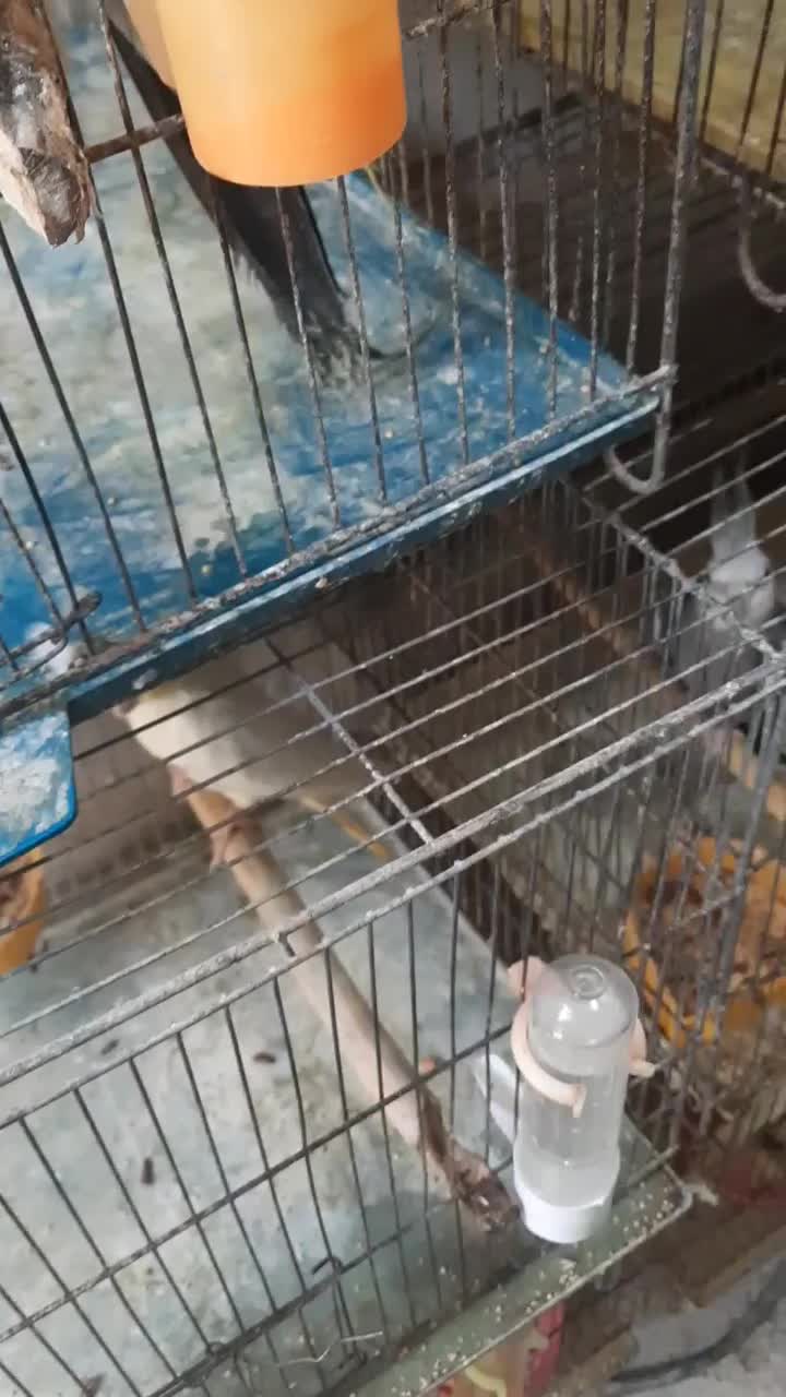 عروس هلندی|پرنده|رشت, لاکانی|دیوار