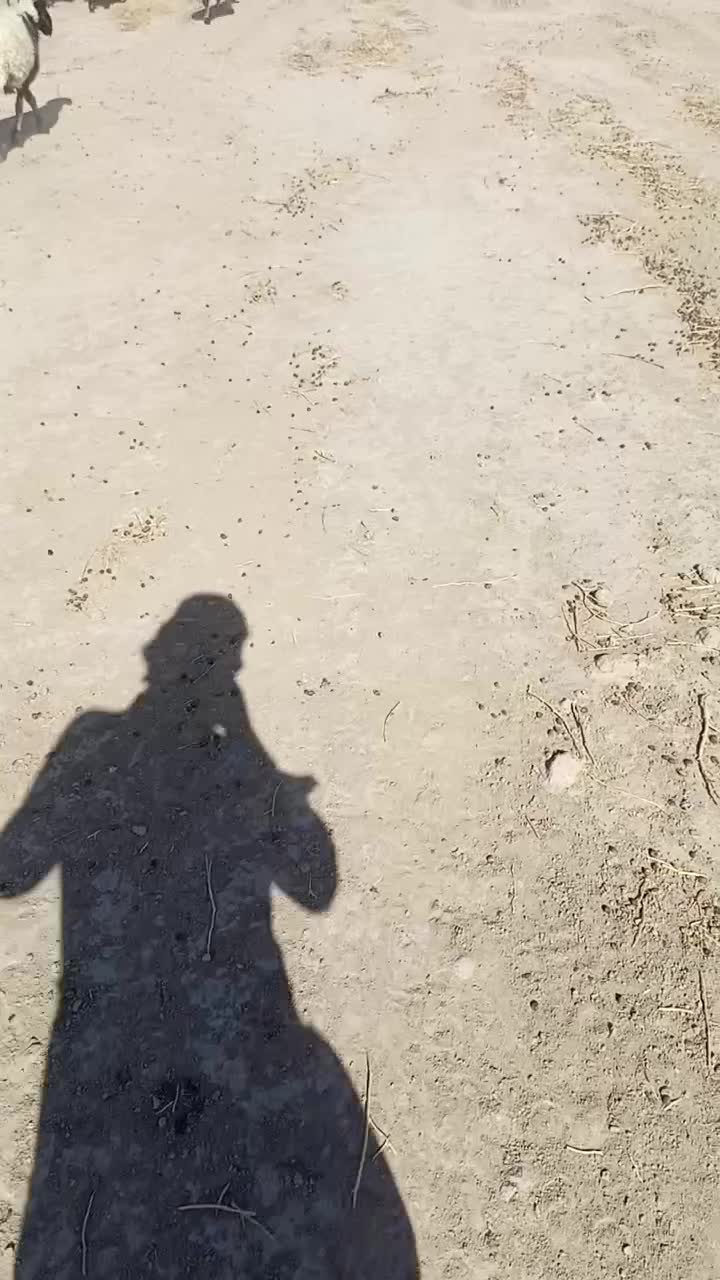 درعی|حیوانات مزرعه|درح, |دیوار