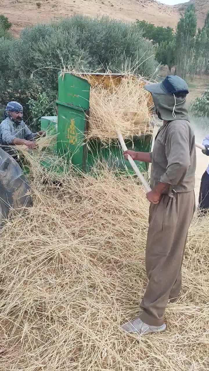 خرید و فروش کاه  خرمکنوب کمپاین بصورت عمده|خدمات باغبانی و درختکاری|ساری, |دیوار