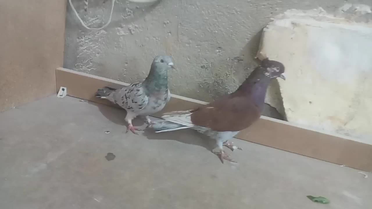 سرور|پرنده|لالجین, |دیوار