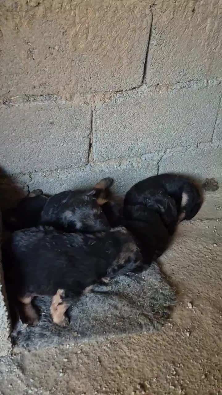 توله برای واگذاری|سگ|فردیس, قریشی|دیوار