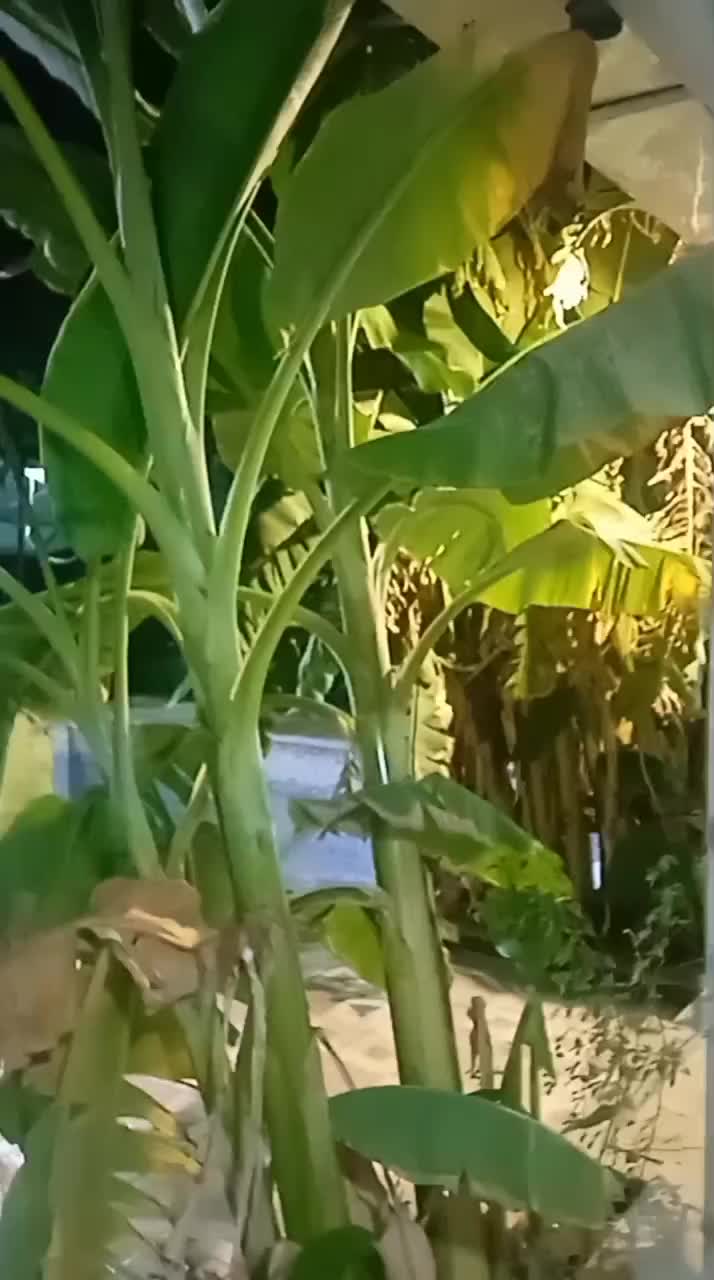 ارکست تک ستاره شهر|خدمات پذیرایی، مراسم|شوش, |دیوار