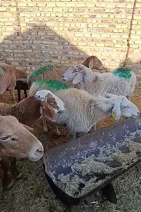 9راس میش عربی آوستن|حیوانات مزرعه|تایباد, |دیوار