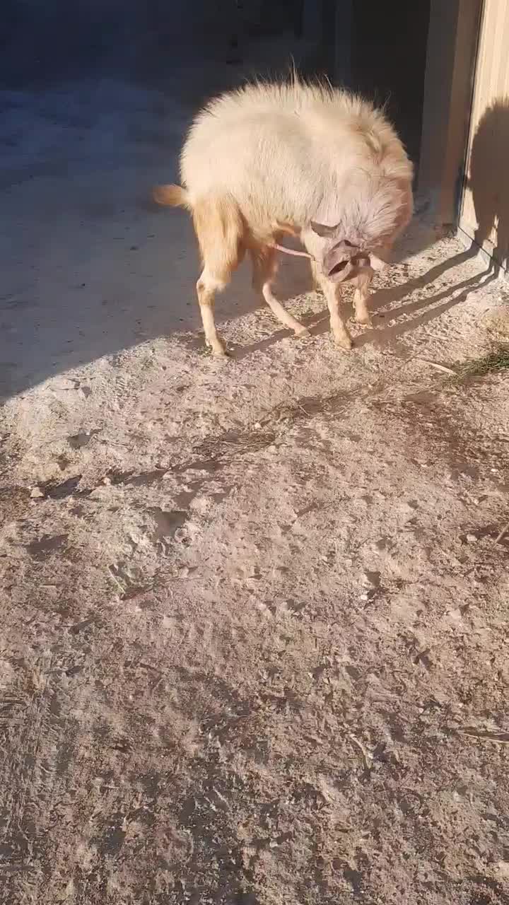 نری سانن|حیوانات مزرعه|سرایان, |دیوار