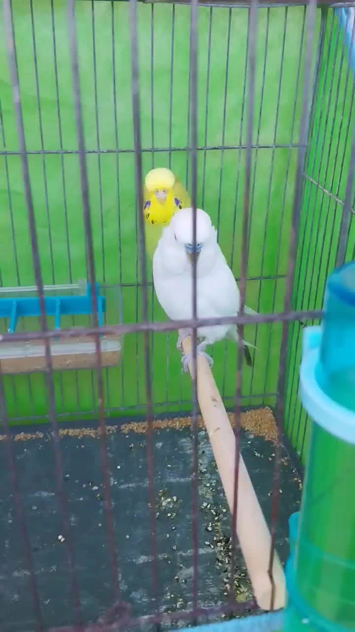 مرغ عشق انگلیسی|پرنده|سوسنگرد, |دیوار