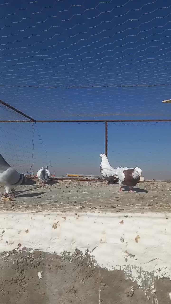 کبوتر کفتر پرنده پرشی|پرنده|شال, |دیوار