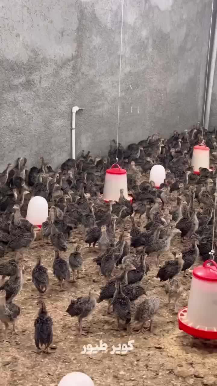 بوقلمون بزنزانگلیس|حیوانات مزرعه|جوادآباد, |دیوار