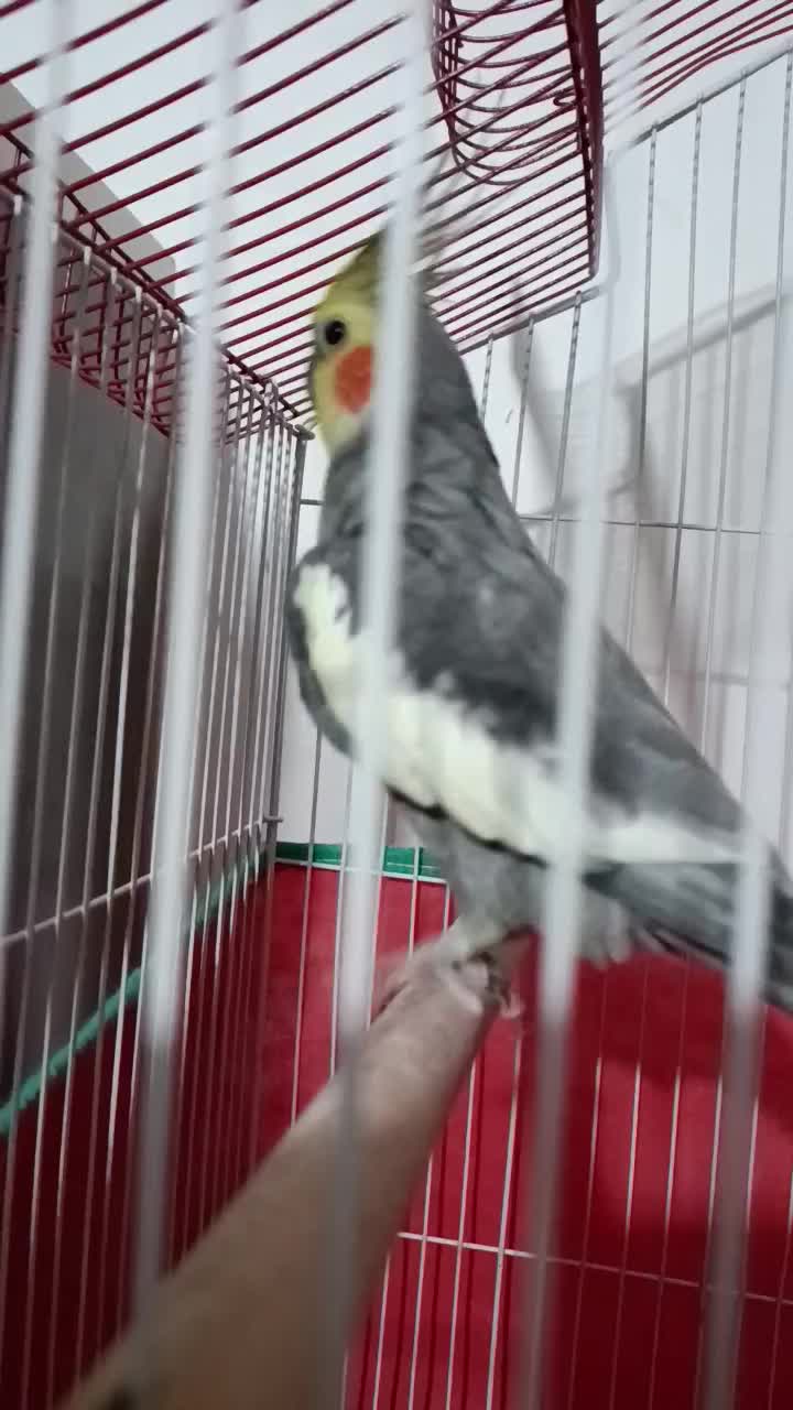 عروس هلندی نر|پرنده|کرمانشاه, |دیوار