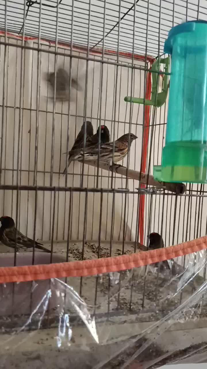 گلبسر زیر قیمت|پرنده|الیگودرز, |دیوار