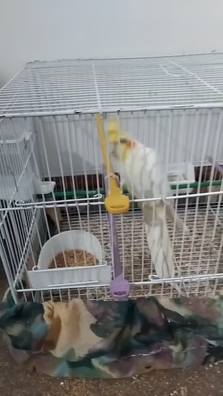 جفت عروس هلندی مولد روی تخم|پرنده|زابل, |دیوار