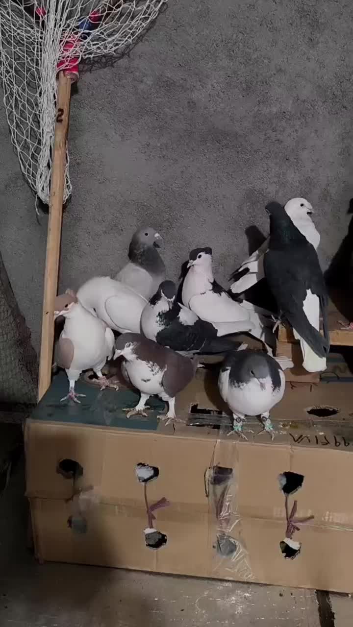 کبوتر گرفتنی|پرنده|سبزوار, قصبه غربی|دیوار