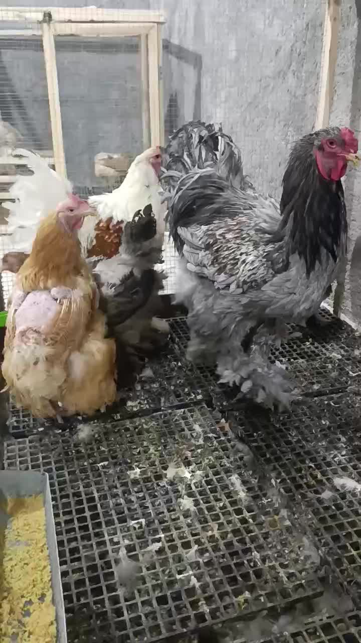 مرغ و خروس برهما|حیوانات مزرعه|تربتحیدریه, کاشانی|دیوار