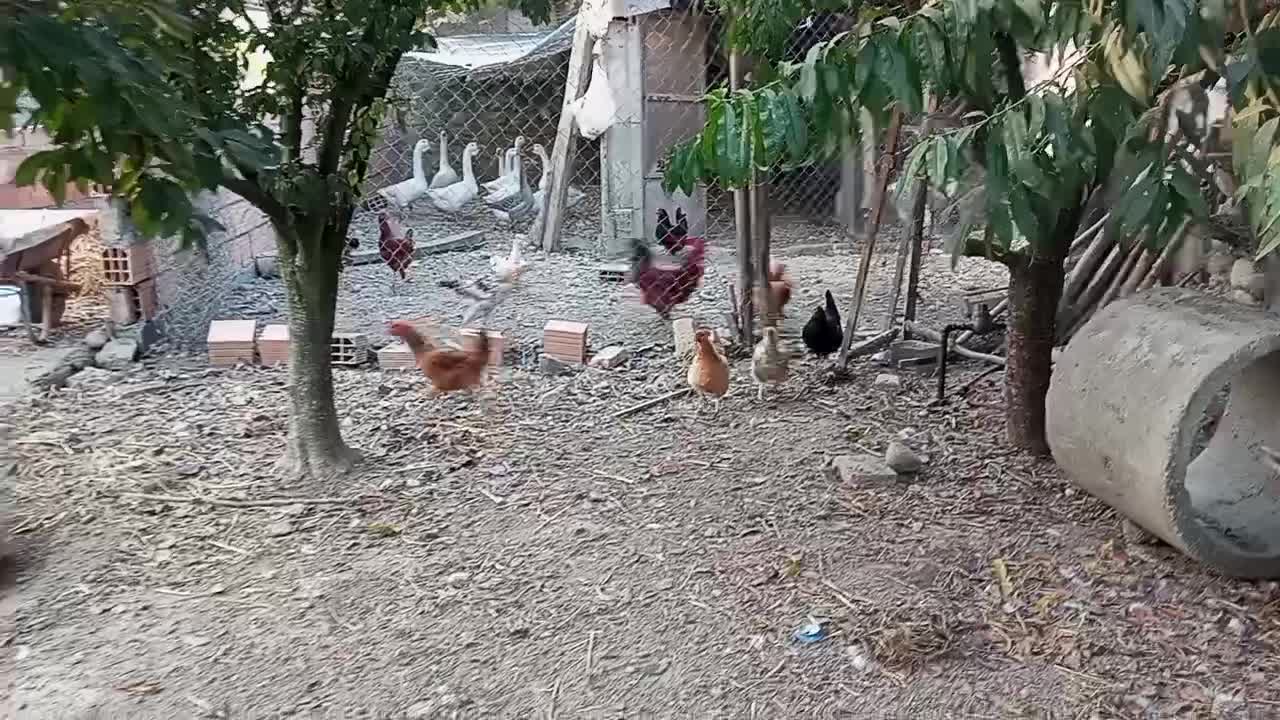 مرغ|حیوانات مزرعه|کردکوی, |دیوار