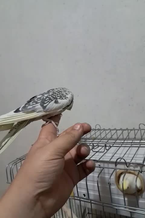 جوجه عروس هلندی|پرنده|اسلامشهر, مطهری|دیوار