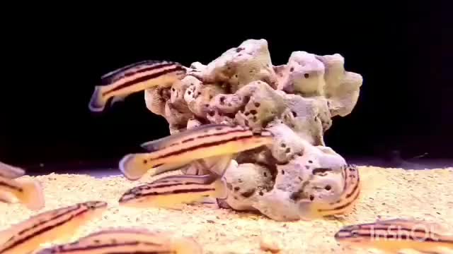 انواع ماهی های تانگانیکا|ماهی|تهران, اکباتان|دیوار