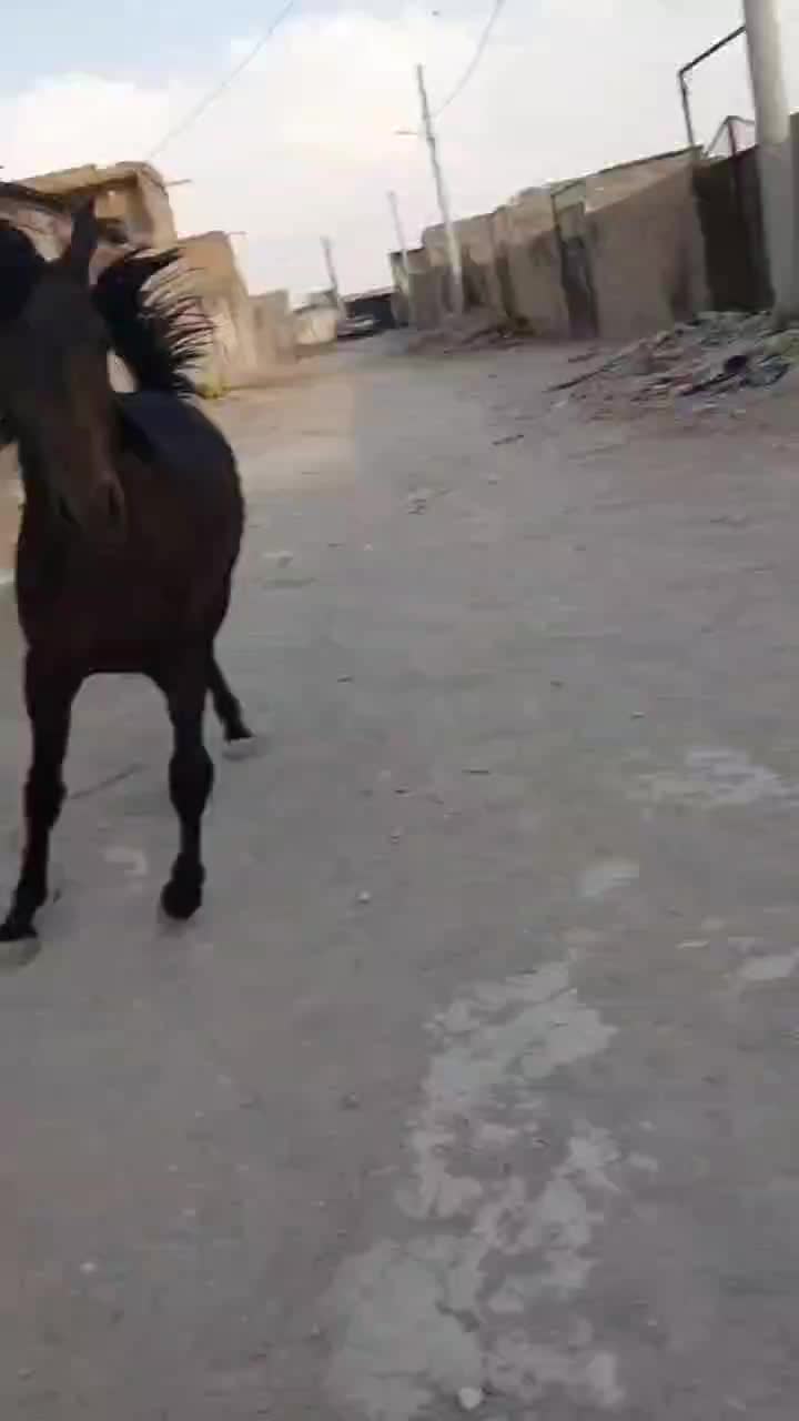 سراج کری نریون کرددوسر تاییدیه|اسب و تجهیزات اسبسواری|اصفهان, حصه جنوبی|دیوار