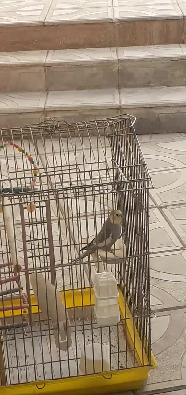 عروس هلندی نر|پرنده|مرند, |دیوار