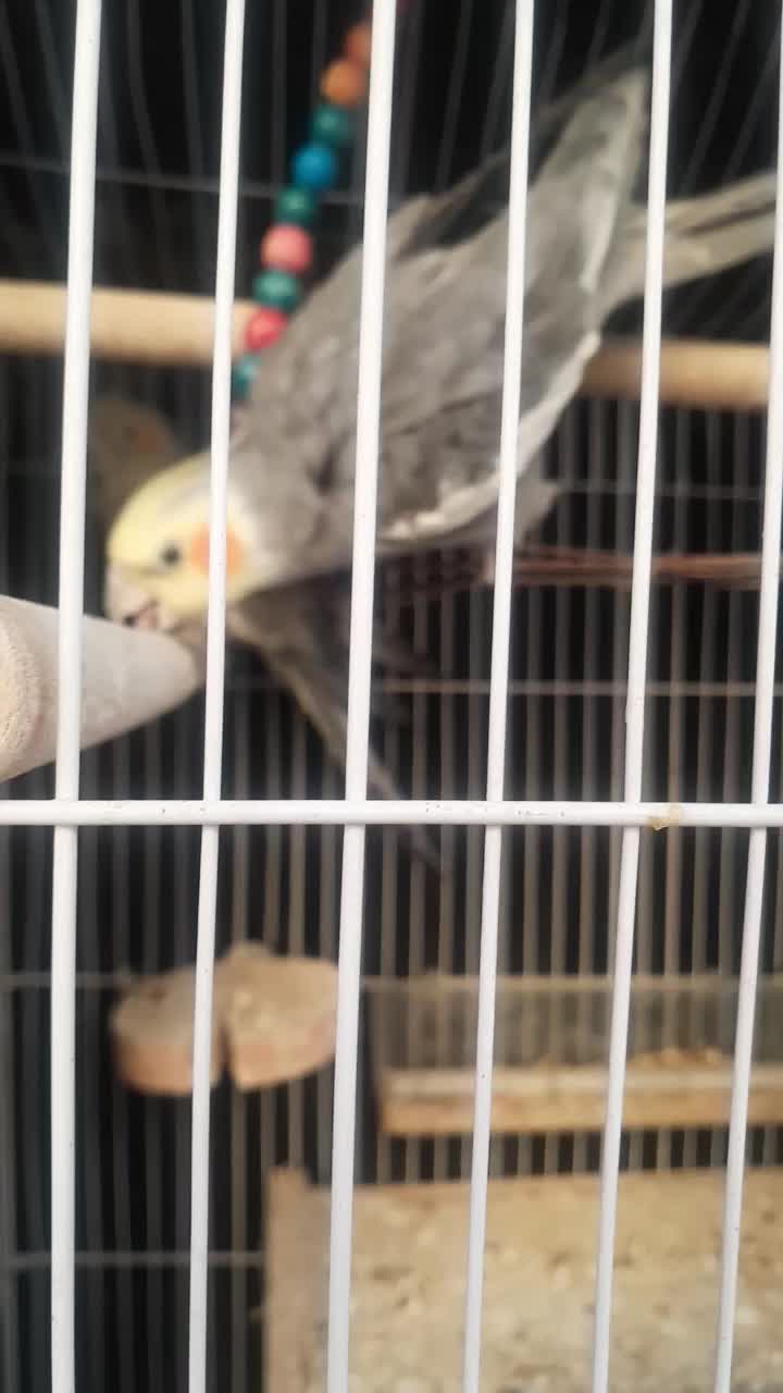 یک جفت مولد هلندی|پرنده|برخوار, |دیوار