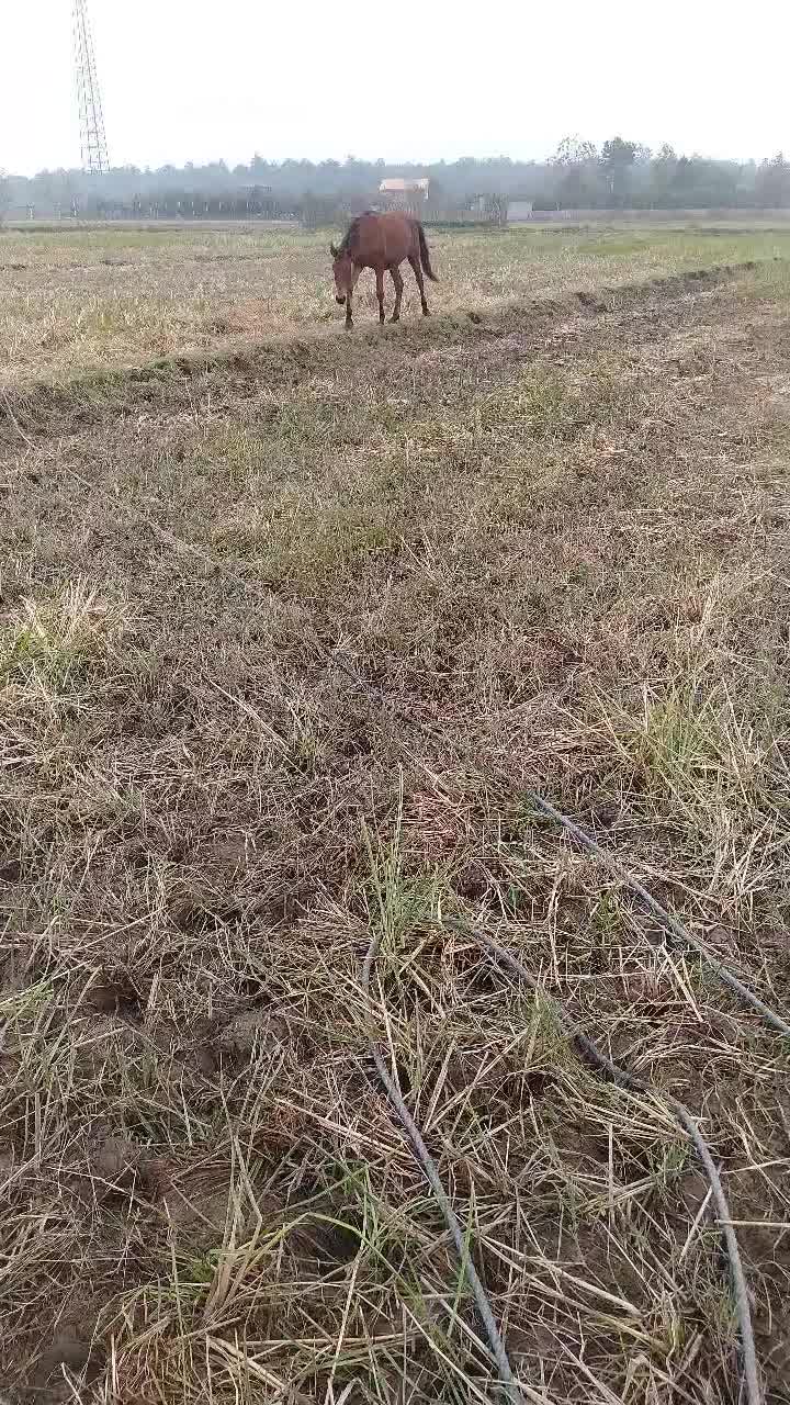 نریان ۵سال ومادیان|اسب و تجهیزات اسب‌سواری|آستانه اشرفیه, |دیوار