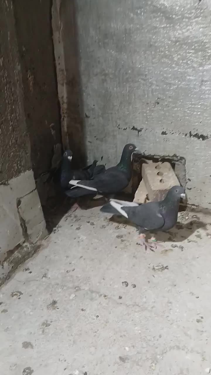 سه عدد کبوتر نر|پرنده|تربت جام, جامرود|دیوار