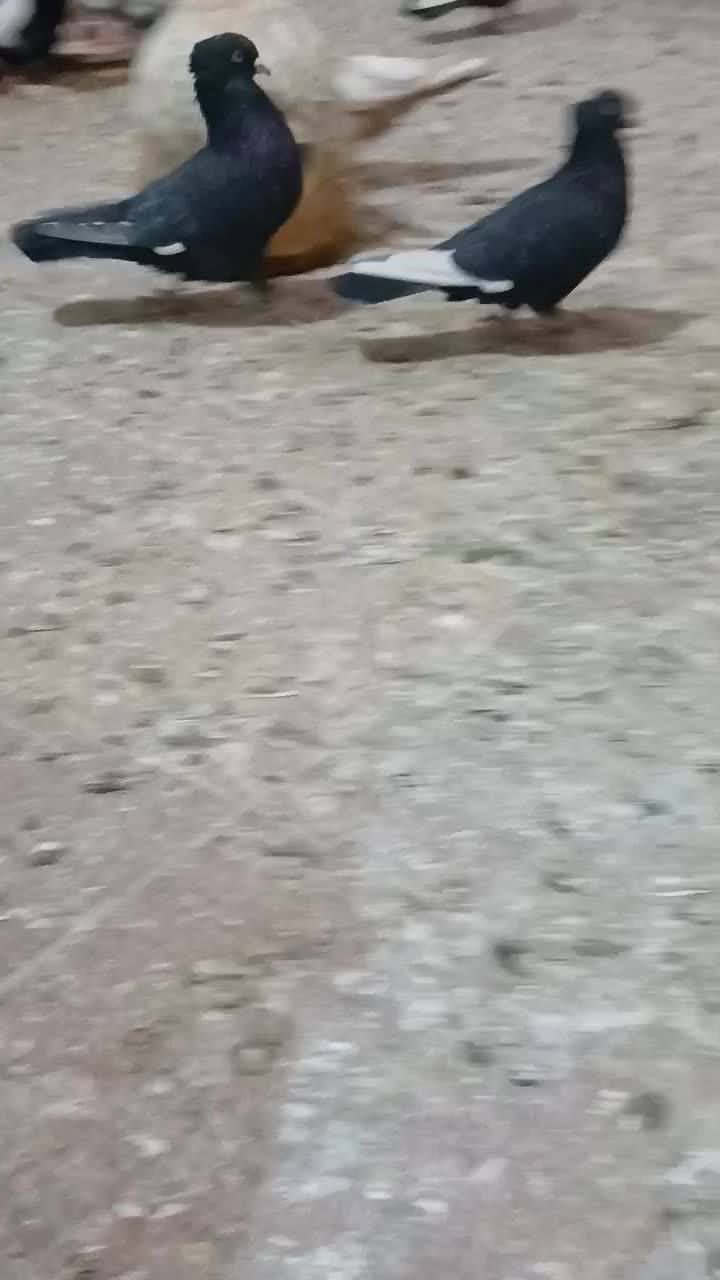 نروماده‌ قره سینه|پرنده|اردکان, |دیوار