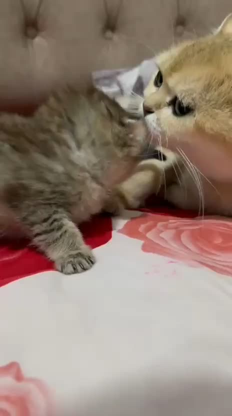 گربه بیریتیش گلد|گربه|اصفهان, مهدی آباد|دیوار