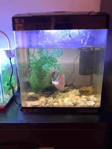 آکواریوم با لوازم و ماهی|ماهی|خاوران, |دیوار