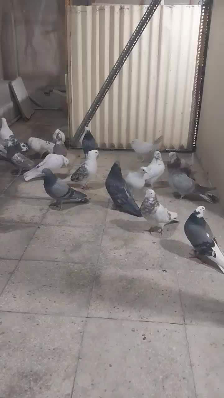 کفتر ی کبوتر|پرنده|تهران, آذری|دیوار