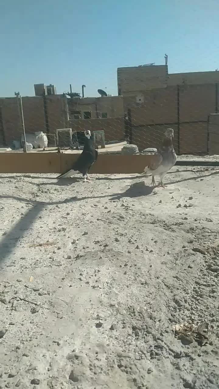 کفتر|پرنده|نسیمشهر, |دیوار