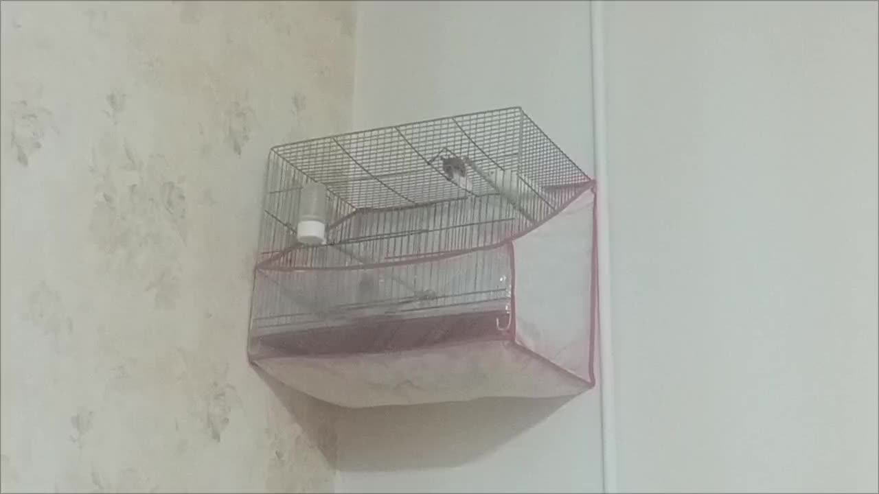 قناری نر یا ماده|پرنده|شاهرود, |دیوار