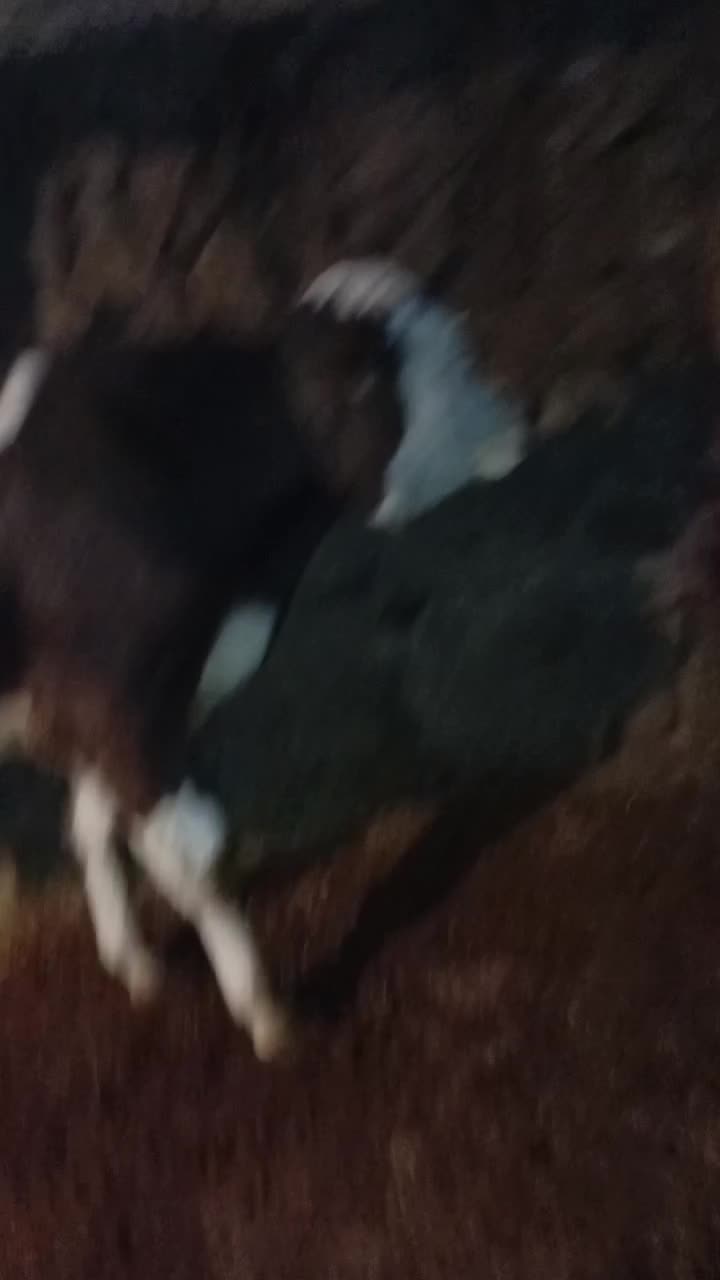 گوساله اصل سیمنتال بالای ۲۳۰کیلو ۷ماهه|حیوانات مزرعه|اهر, |دیوار