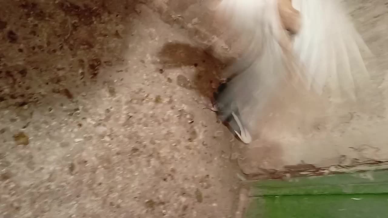 پرنده زدو خوردی ب شرط|پرنده|قزوین, |دیوار