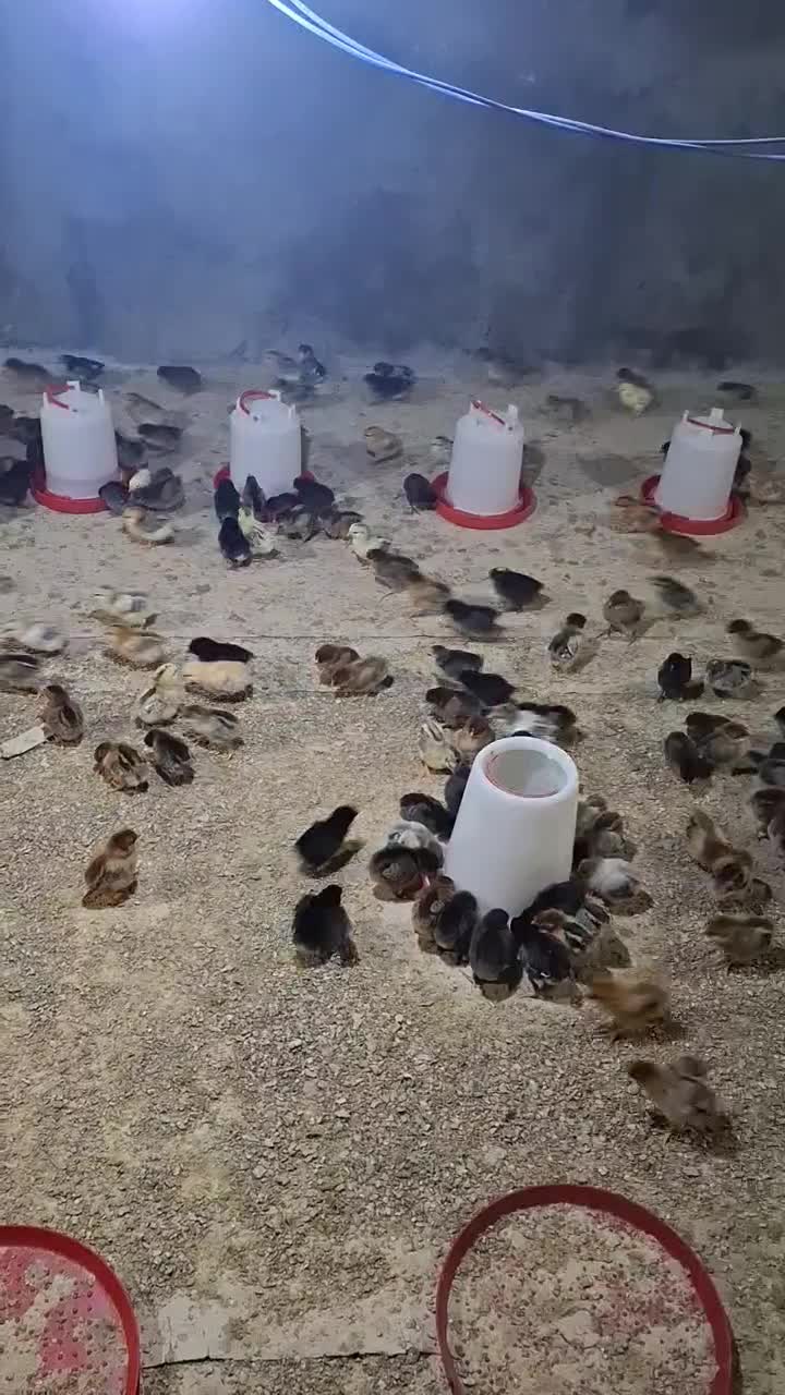 جوجه محلی۷روزه اردک جوجه رنگی از مرغ خروس محلی|حیوانات مزرعه|سیرجان, |دیوار