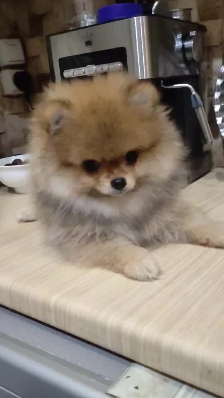 پامرانین دوسر خرسی|سگ|بندرعباس, |دیوار