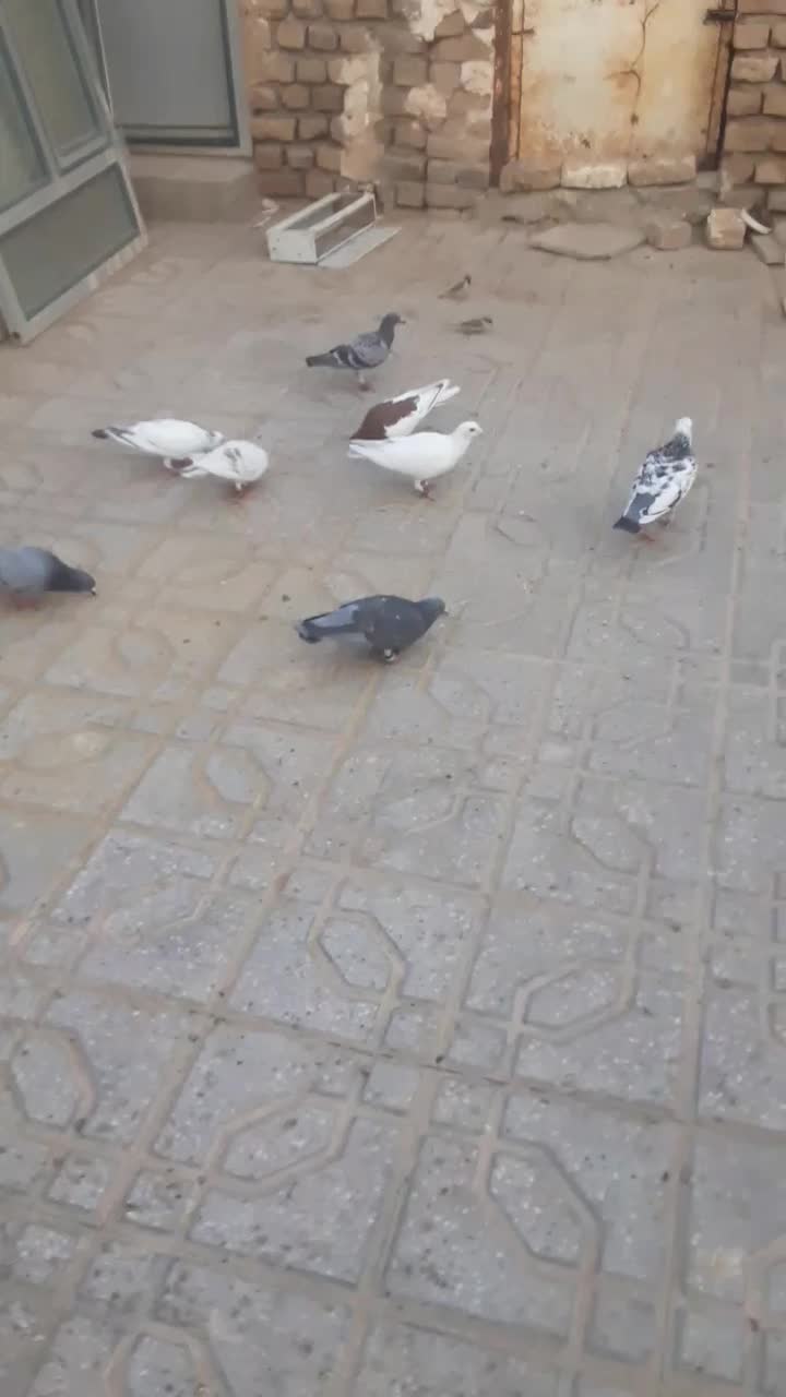کبوتر|پرنده|گناباد, |دیوار