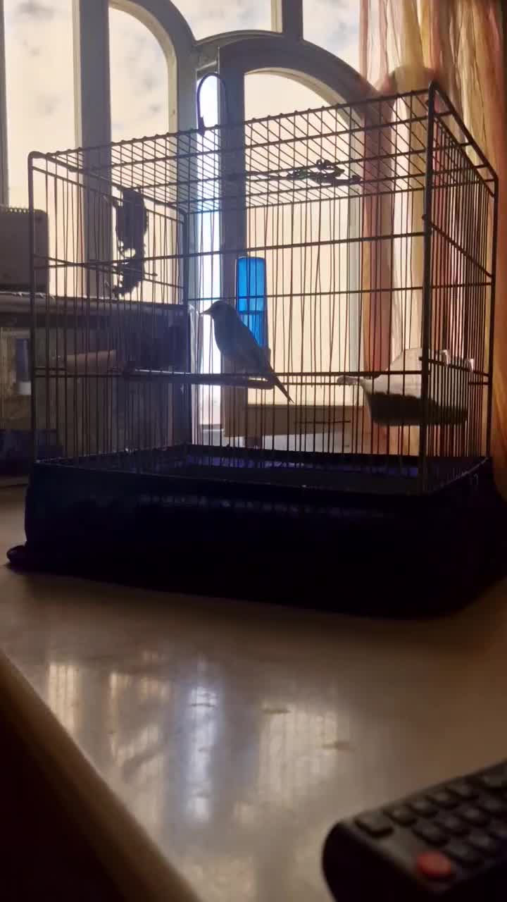 سره|پرنده|تهران, شهرک بعثت|دیوار