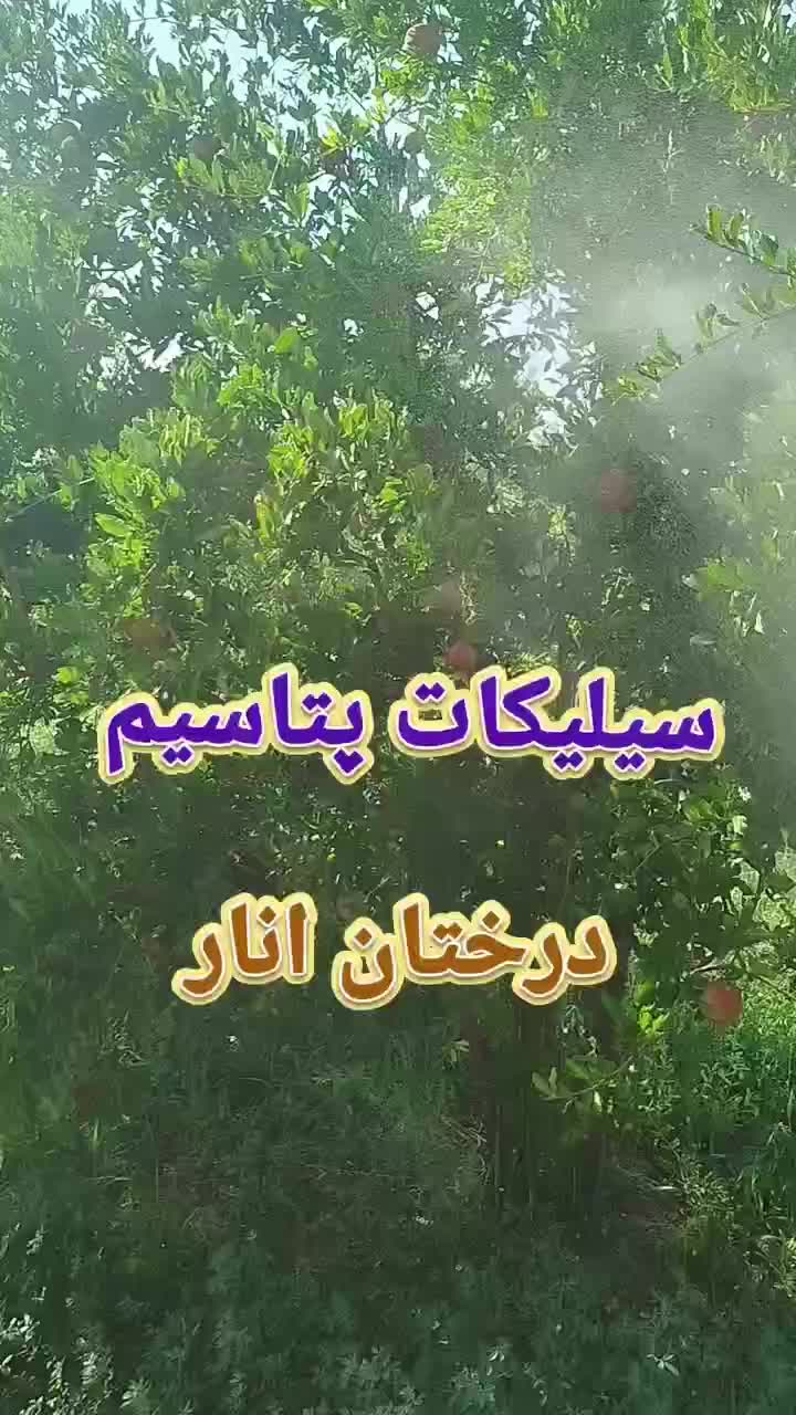 سم پاشی علف زنی باغ کود|خدمات باغبانی و درختکاری|شیراز, گویم|دیوار