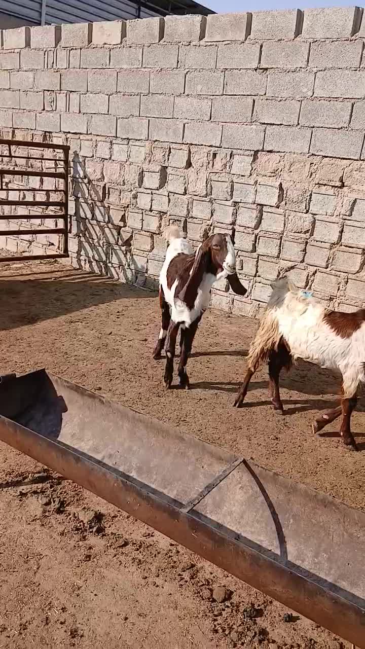 فروش یک عدد کهره نر|حیوانات مزرعه|آبپخش, |دیوار