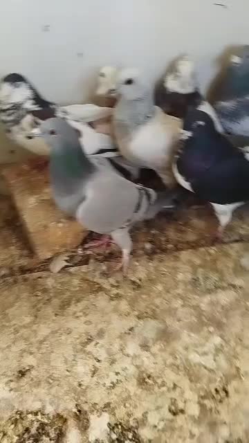 کفترپلاکی|پرنده|صدرا-فارس, فاز ۲|دیوار