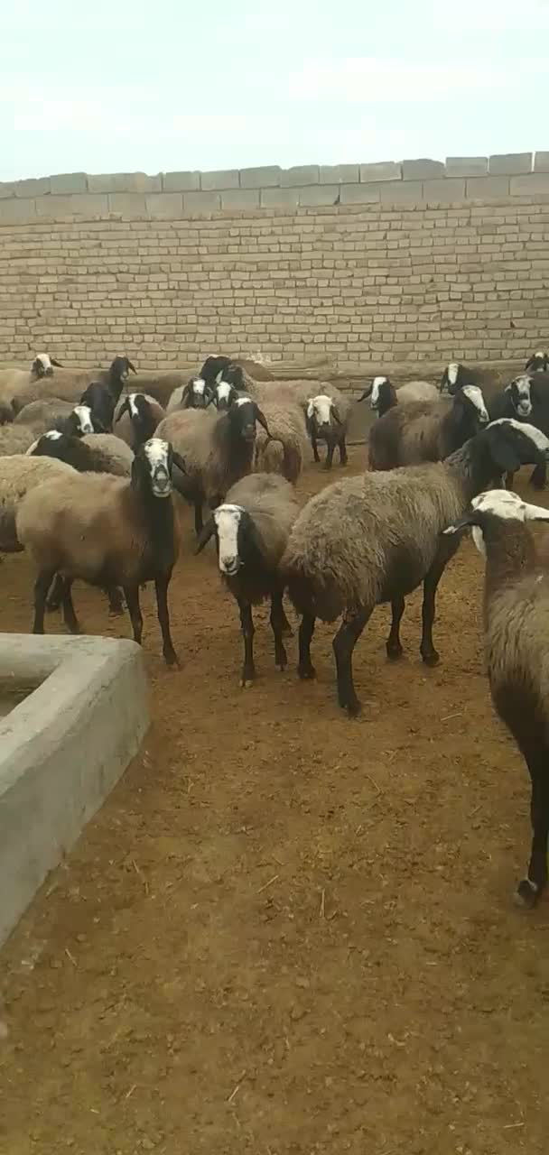 میش های آبستن سنگین وبره دار شال|حیوانات مزرعه|اسفرورین, |دیوار