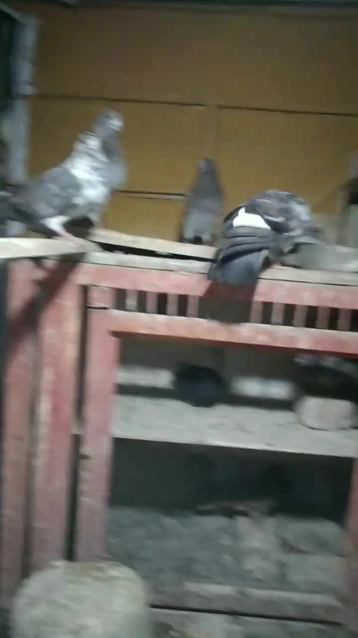 کبوتر نوک قنار و کبوتر پرشی ساعتی|پرنده|شهریار, شهریار|دیوار