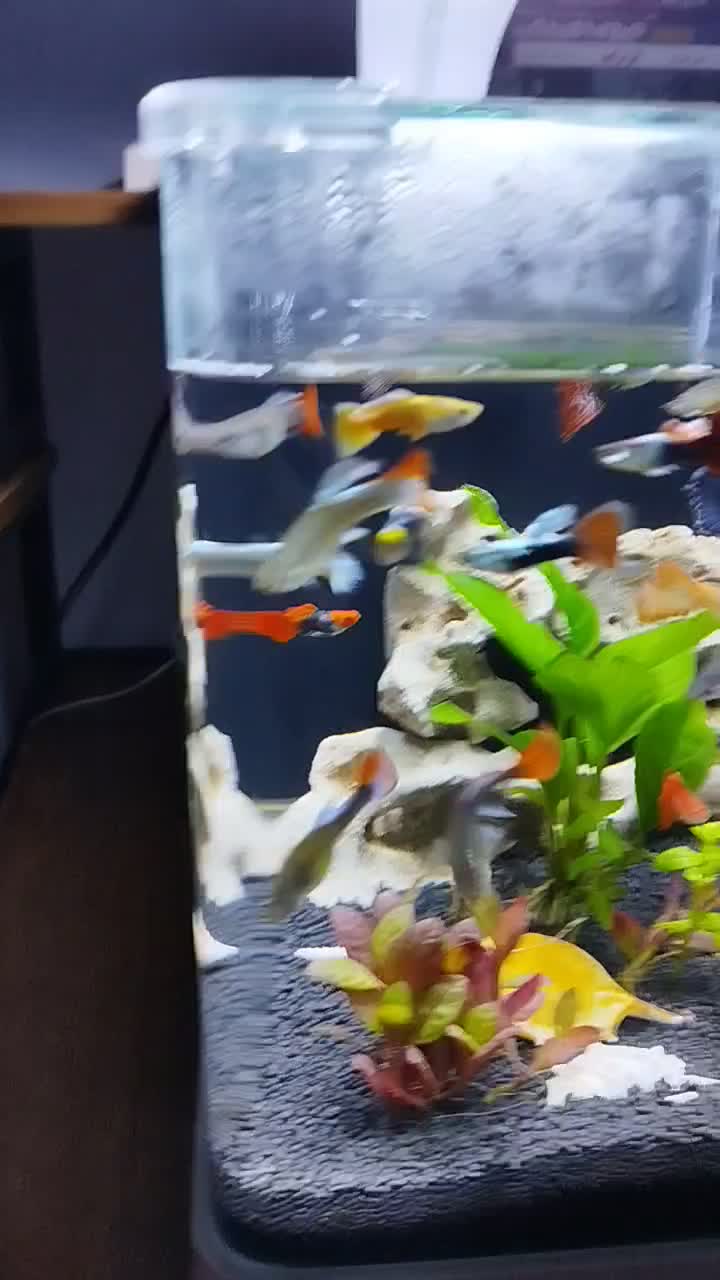 آکواریوم b102 دلسا با ماهی|ماهی|تهران, نعمتآباد|دیوار