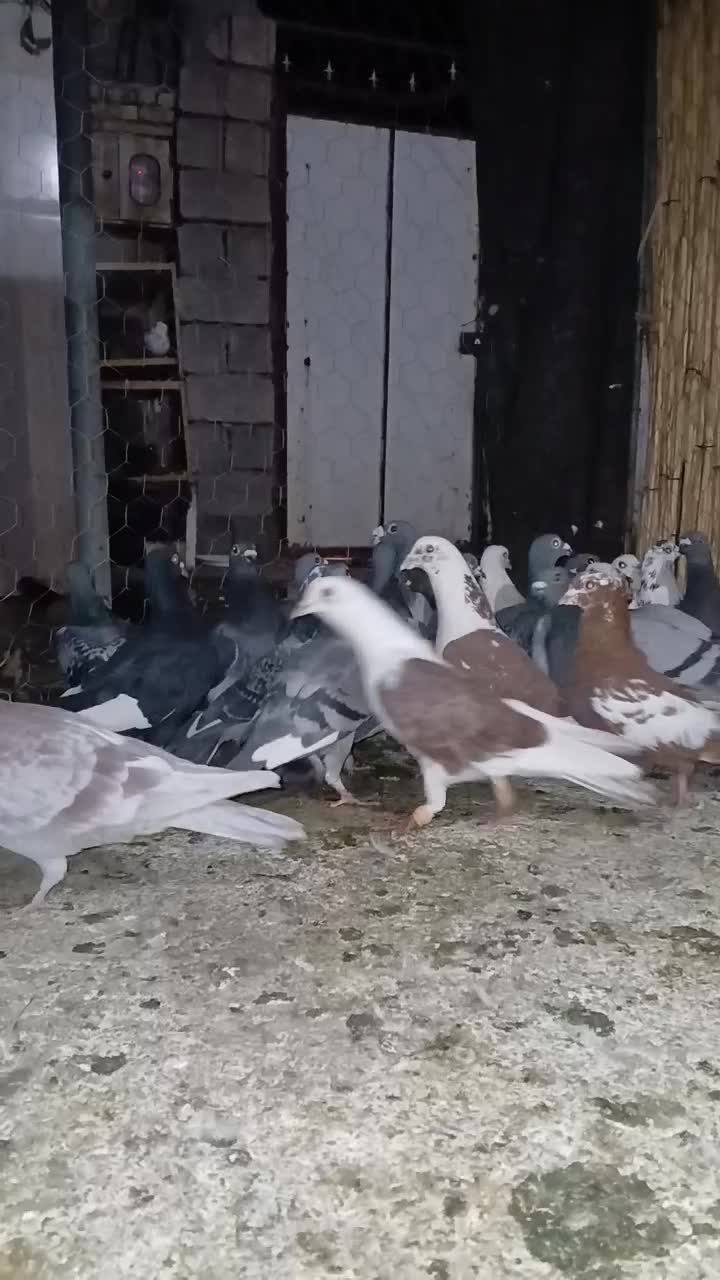 ۳۰ عدد پلاکی و دورگ|پرنده|اندیمشک, |دیوار