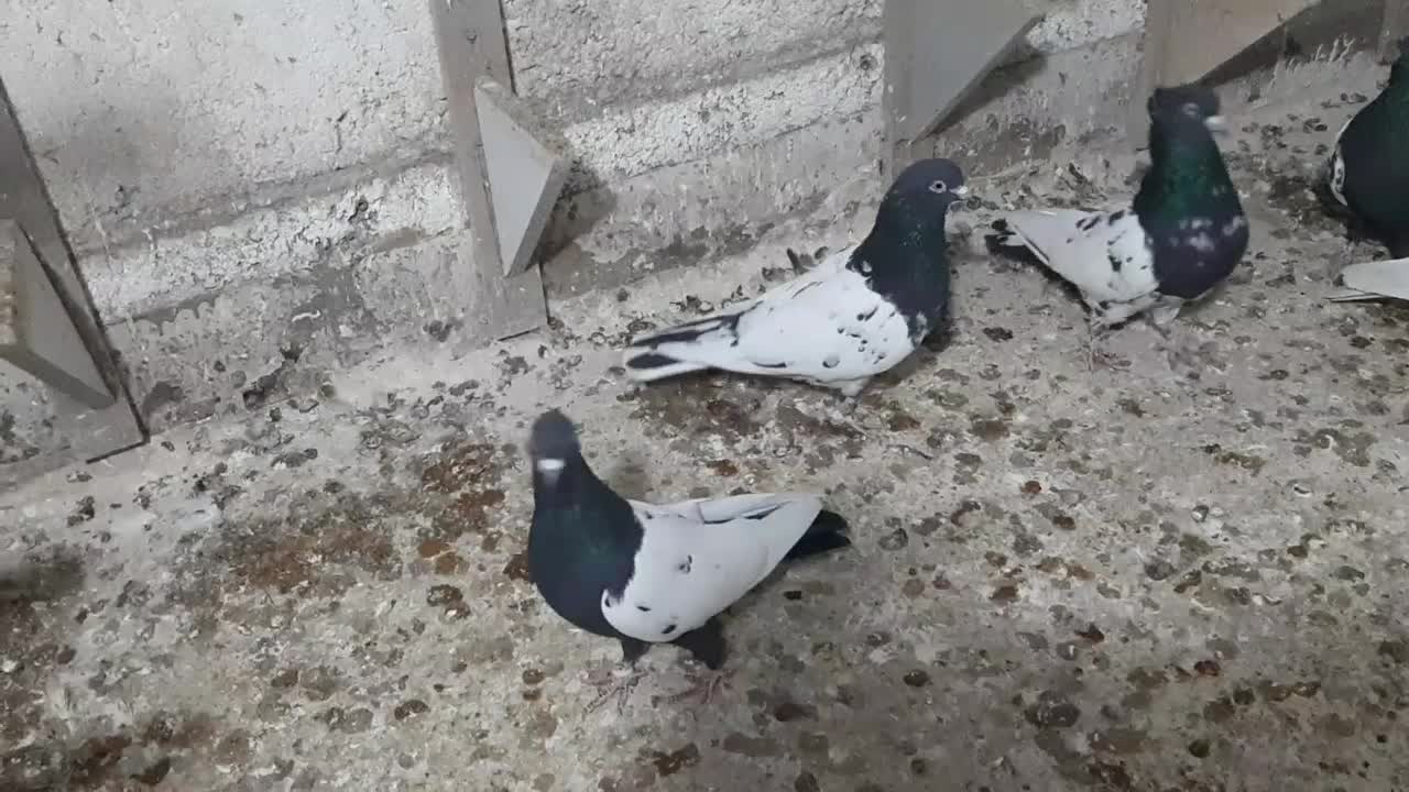 تعدادی کبوتر نرو ماده|پرنده|شیروان (خراسان), |دیوار