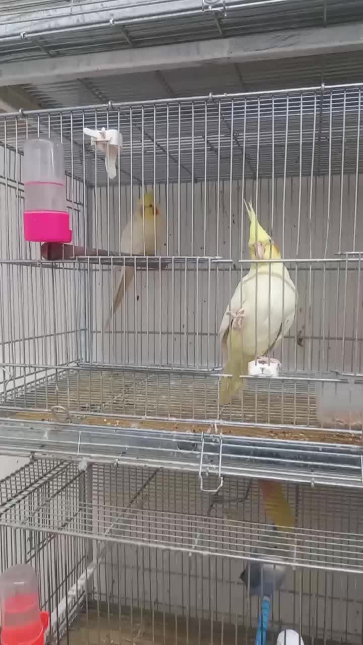 فروش کوتوله و عروس هلندی|پرنده|مبارکه, |دیوار