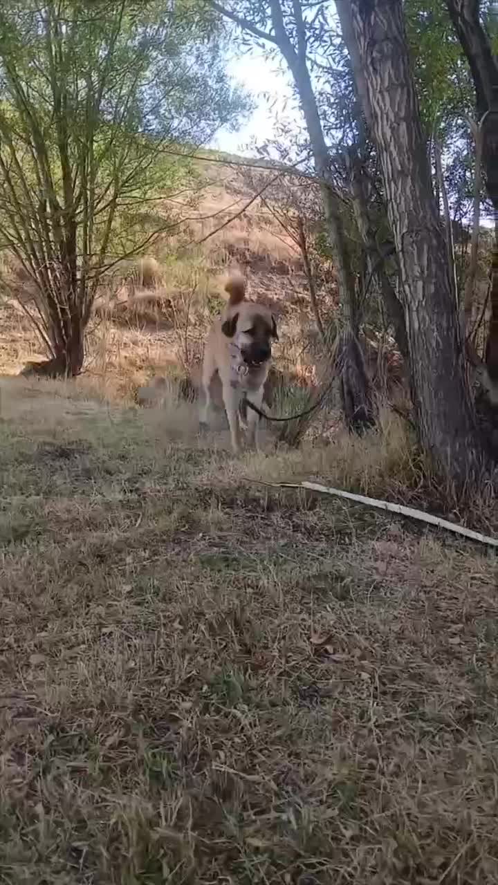 واگذاری پژدر ۱۶ماهه|سگ|اردبیل, |دیوار