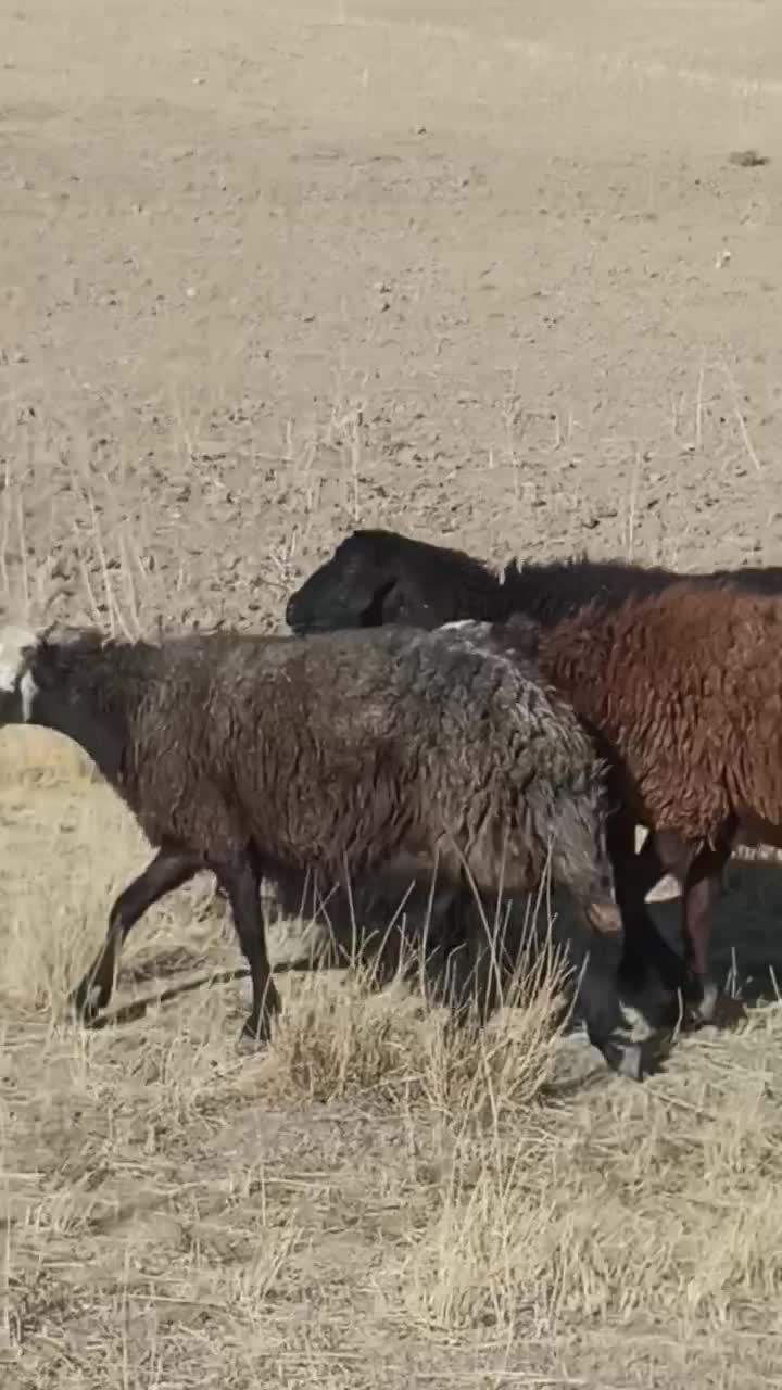 میش افشار|حیوانات مزرعه|وردشت, |دیوار